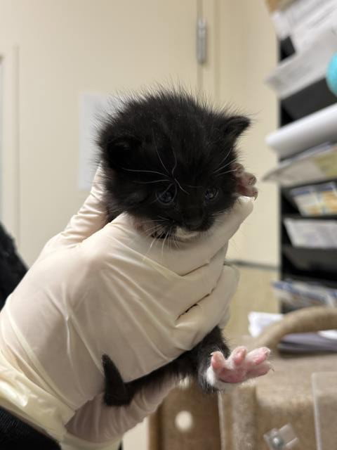 GUS, Baby Domestic Short Hair (medium coat), cat for adoption in Westminster, California