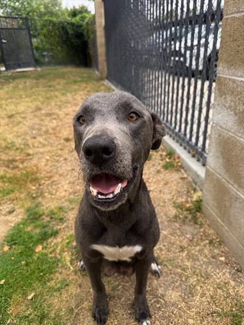 EMBER, an adoptable Pit Bull Terrier in Riverside, CA