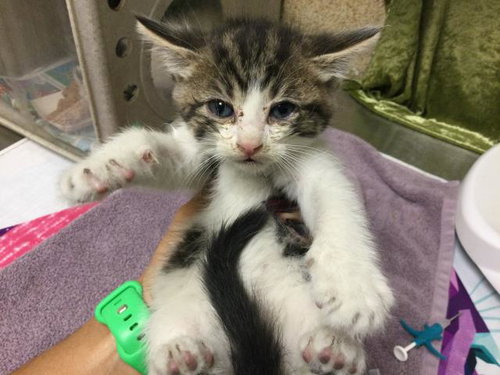 FLAME, Baby Domestic Short Hair (medium coat), cat for adoption in Westminster, California