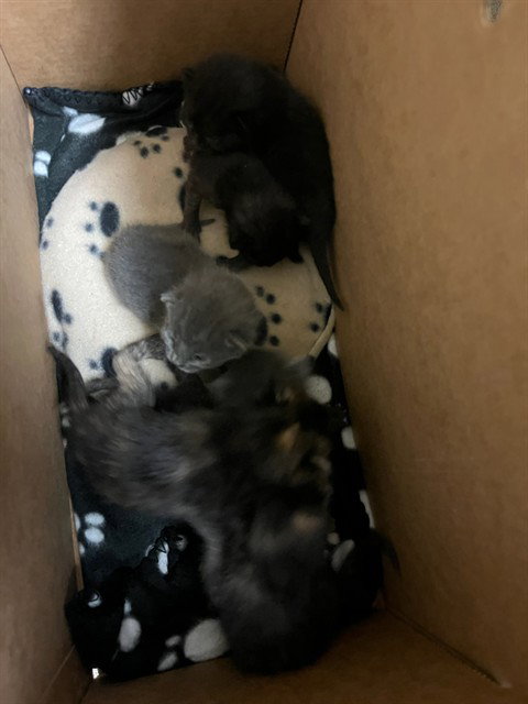 A1911673, Baby Domestic Short Hair (medium coat), cat for adoption in Westminster, California