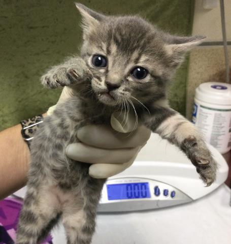 BINGO, Baby Domestic Short Hair (medium coat), cat for adoption in Westminster, California