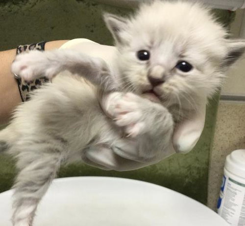TOMATO BASIL, Baby Domestic Short Hair (medium coat), cat for adoption in Westminster, California