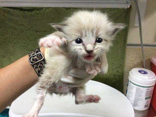 FRENCH ONION, Baby Domestic Short Hair (medium coat), cat for adoption in Westminster, California