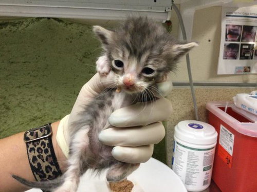 CHICKEN NOODLE, Baby Domestic Short Hair (medium coat), cat for adoption in Westminster, California