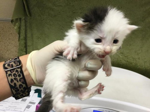 CLAM CHOWDER, Baby Domestic Short Hair (medium coat), cat for adoption in Westminster, California