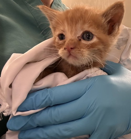 GEORGE SANDERSON, Baby Domestic Long Hair (medium coat), cat for adoption in Westminster, California