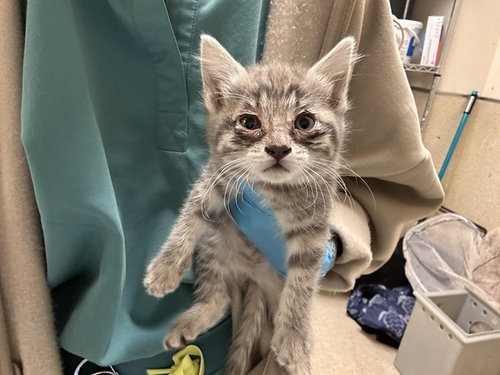 ELLIE, Baby Domestic Short Hair (medium coat), cat for adoption in Westminster, California