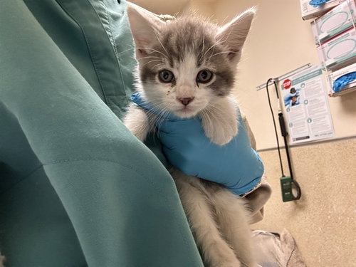 CARL, Baby Domestic Short Hair (medium coat), cat for adoption in Westminster, California
