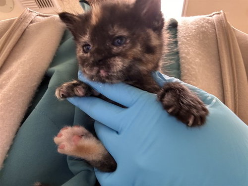 BOE PEEP, Baby Domestic Short Hair (medium coat), cat for adoption in Westminster, California