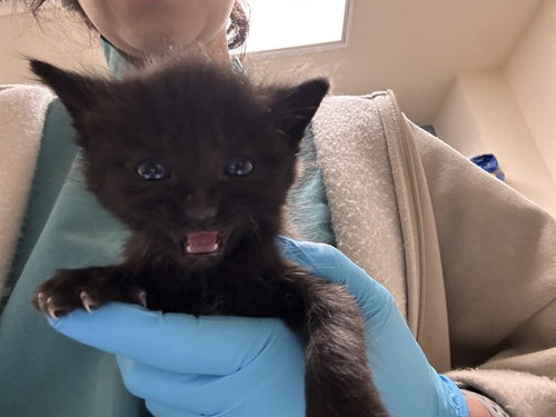 WOODY, Baby Domestic Short Hair (medium coat), cat for adoption in Westminster, California