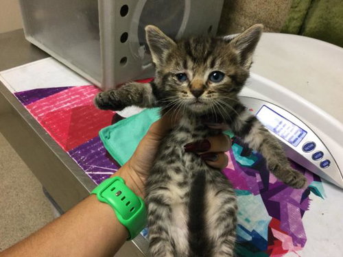 MUSTARD, Baby Domestic Short Hair (medium coat), cat for adoption in Westminster, California