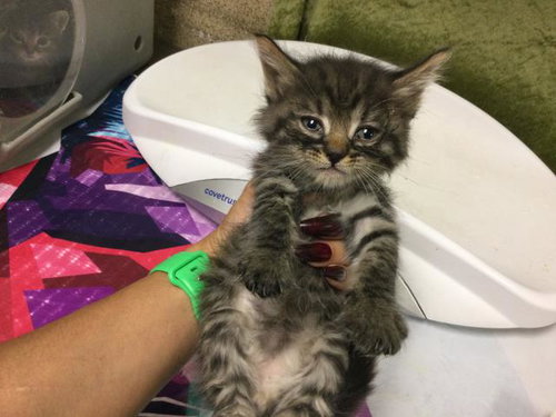 MAYO, Baby Domestic Long Hair (medium coat), cat for adoption in Westminster, California
