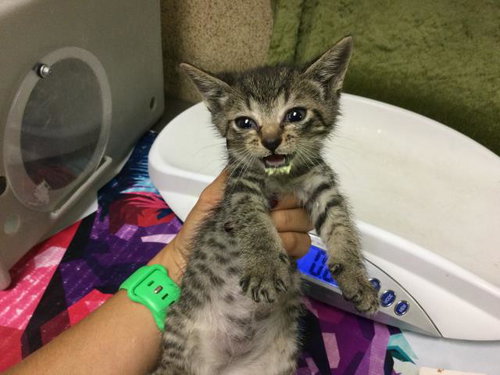 BUFFALO, Baby Domestic Short Hair (medium coat), cat for adoption in Westminster, California