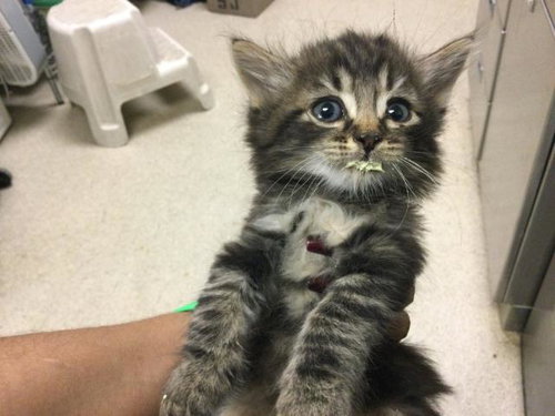 TARTAR, Baby Domestic Long Hair (medium coat), cat for adoption in Westminster, California