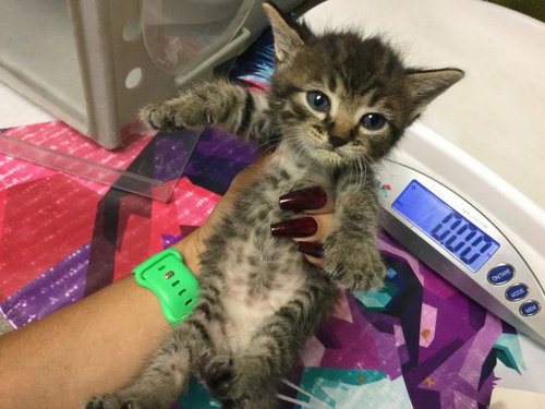MARINARA, Baby Domestic Short Hair (medium coat), cat for adoption in Westminster, California