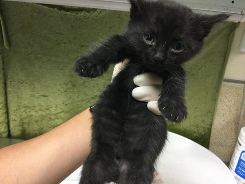 OAK, Baby Domestic Short Hair (medium coat), cat for adoption in Westminster, California
