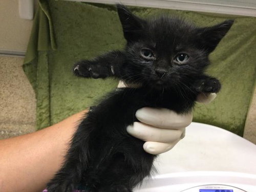 CORIANDER, Baby Domestic Short Hair (medium coat), cat for adoption in Westminster, California