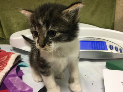 TORY BURCH, Baby Domestic Short Hair (medium coat), cat for adoption in Westminster, California
