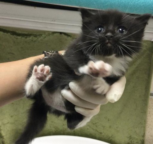 COCO CHANEL, Baby Domestic Short Hair (medium coat), cat for adoption in Westminster, California