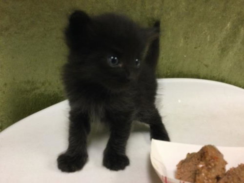 GIORGIO ARMANI, Baby Domestic Short Hair (medium coat), cat for adoption in Westminster, California