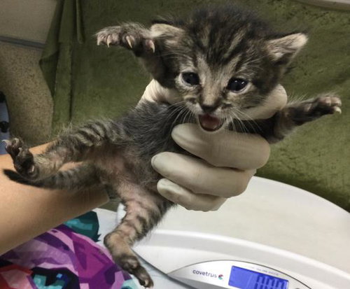 PUDDING, Baby Domestic Long Hair (medium coat), cat for adoption in Westminster, California