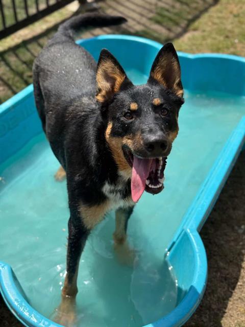 BEAR, an adoptable Australian Cattle Dog in Riverside, CA