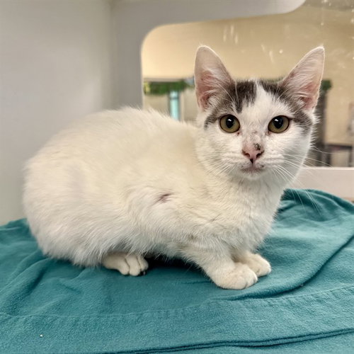 SNOW WHITE, Young Domestic Short Hair (medium coat), cat for adoption in Westminster, California