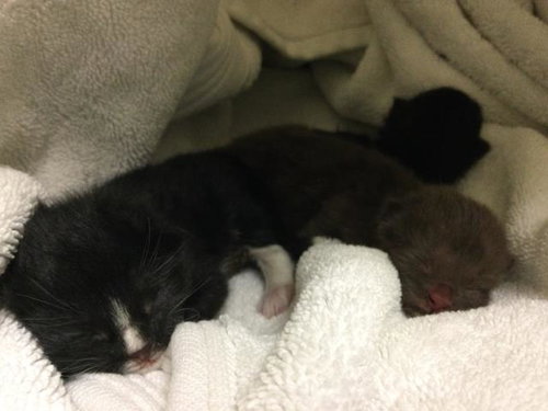 A1912147, Baby Domestic Short Hair (medium coat), cat for adoption in Westminster, California