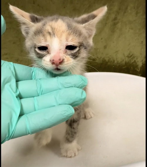 SHORT CAKE, Baby Domestic Short Hair (medium coat), cat for adoption in Westminster, California