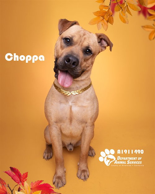 CHOPPA, a dog for adoption from Riverside County Animal Control - Riverside Shelter