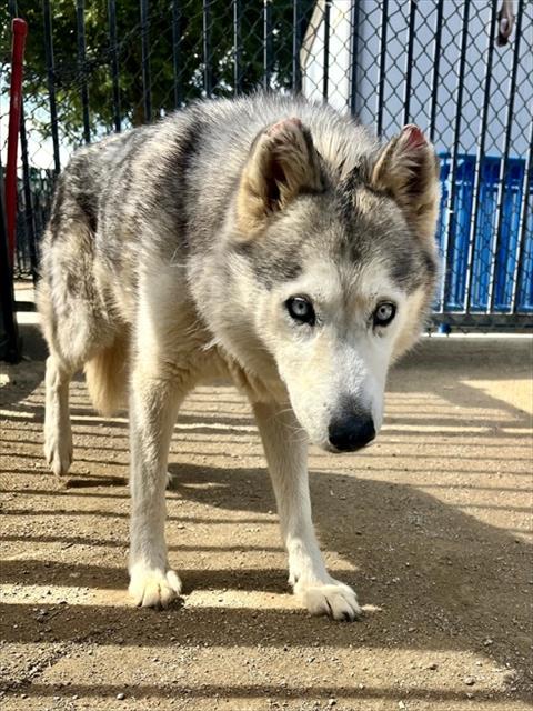 FROZEN, an adoptable Siberian Husky in Riverside, CA
