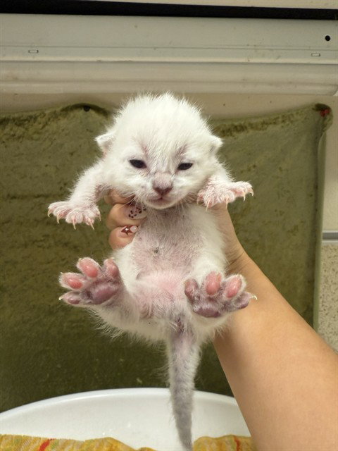 PETAL, Baby Domestic Short Hair (medium coat), cat for adoption in Brea, California
