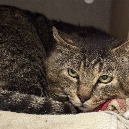 NELSON, Senior Domestic Short Hair (medium coat), cat for adoption in Alhambra, California