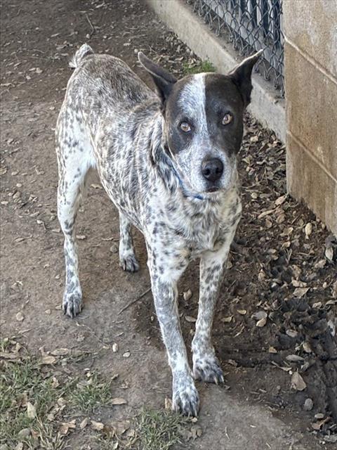 RALPH, an adoptable Queensland Heeler in Riverside, CA