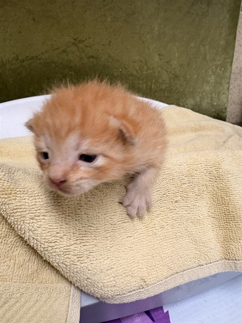 SPIKE, an adoptable Domestic Short Hair in Riverside, CA