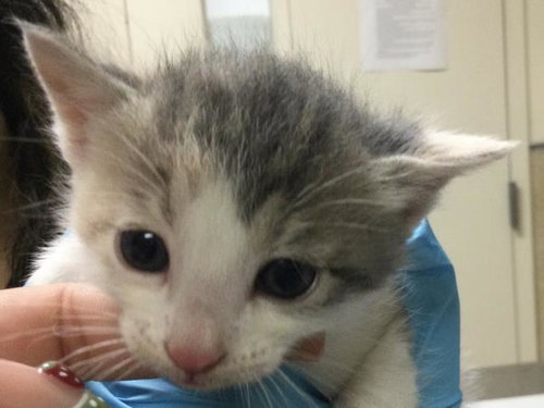 MILA, Baby Domestic Short Hair (medium coat), cat for adoption in Alhambra, California