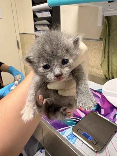 MILEY, Baby Domestic Short Hair (medium coat), cat for adoption in Alhambra, California