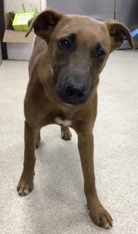 DAHLIA, an adoptable Rhodesian Ridgeback in Riverside, CA