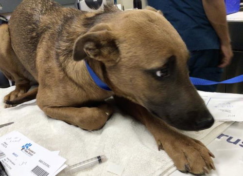 JEWEL, an adoptable Rhodesian Ridgeback in Riverside, CA