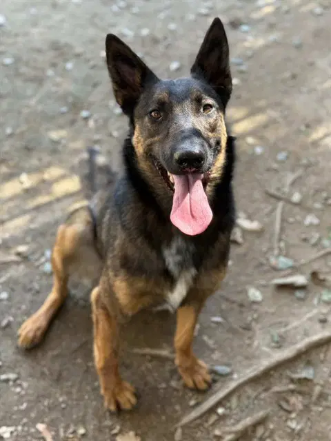 Rambo image 1