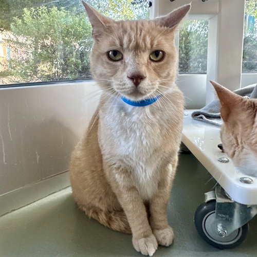 FIGGY - Domestic Short Hair available for adoption