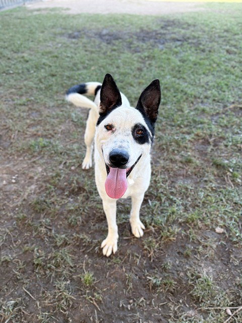 MOO MOO, an adoptable Australian Shepherd in Riverside, CA