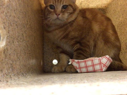 TANG, Senior Domestic Short Hair (medium coat), cat for adoption in Diamond Bar, California