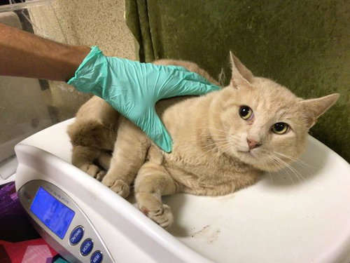 ORANGE, Senior Domestic Short Hair (medium coat), cat for adoption in Alhambra, California