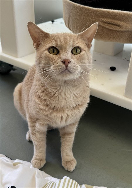 ORANGE, Senior Domestic Short Hair (medium coat), cat for adoption in Beaumont, California
