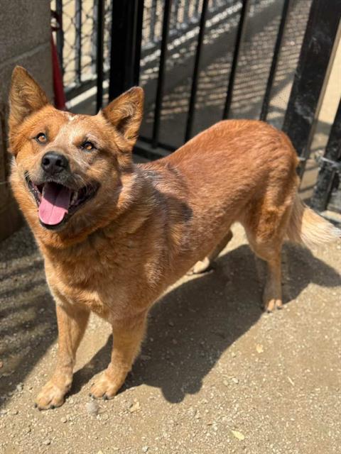 BRIAN, an adoptable Queensland Heeler in Riverside, CA