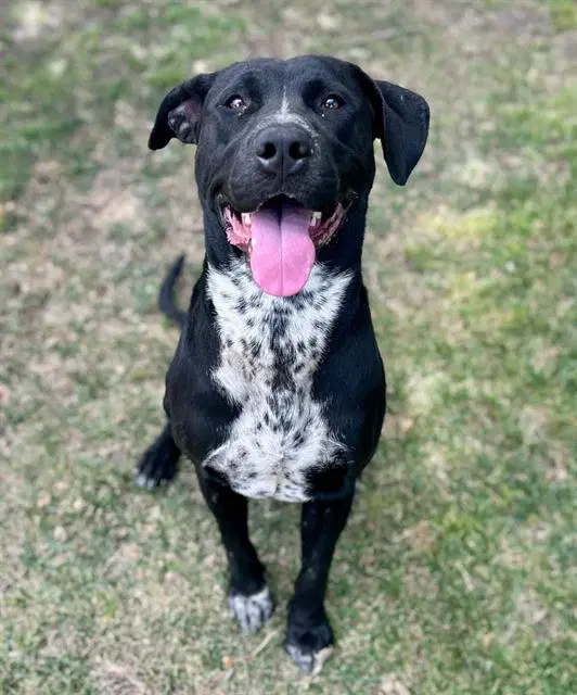 Sweetpea - Labrador Retriever