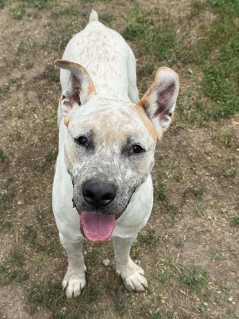 DILL, an adoptable Pit Bull Terrier in Riverside, CA