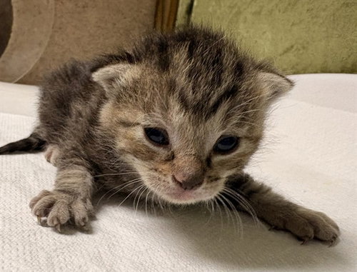 A1913610 - Domestic Short Hair available for adoption