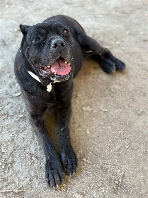 HERA, an adoptable Cane Corso Mastiff in Riverside, CA